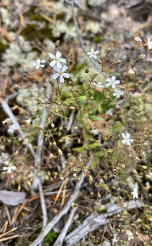 Rock Campion