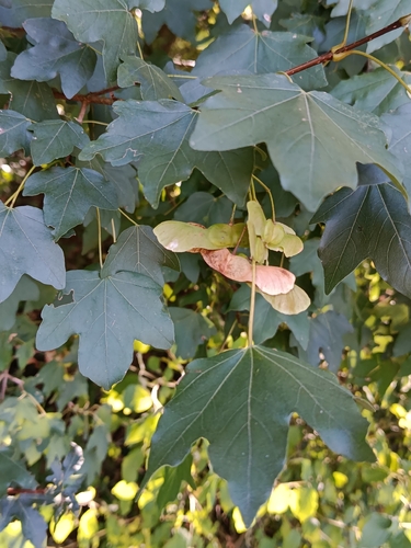 field maple