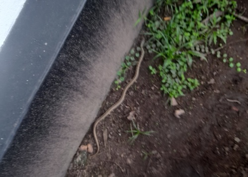 Buff Striped Keelback