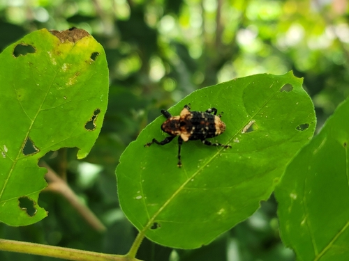 Eucryptorrhynchus scrobiculatus