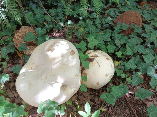 giant puffball