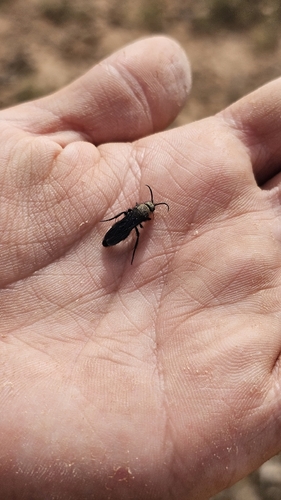 Dasylabris atrata