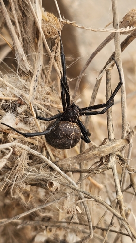 Latrodectus lilianae
