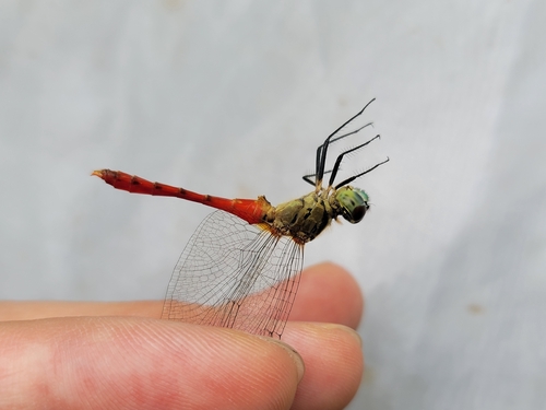 Sympetrum kunckeli