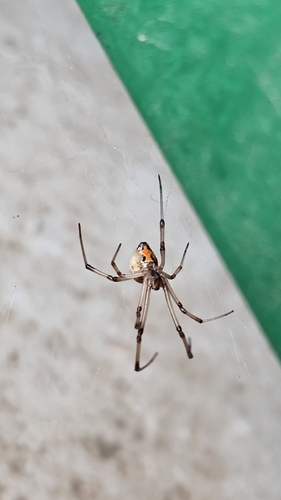 Brown Widow