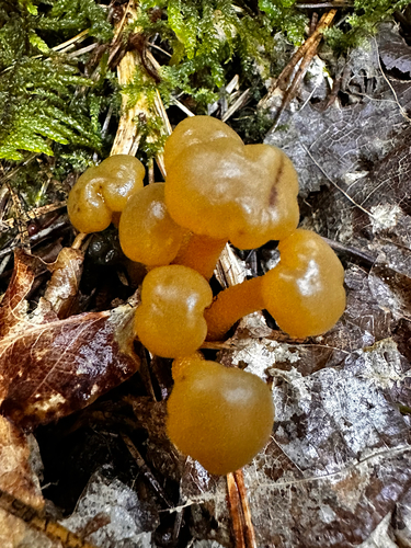 Ochre Jelly Club
