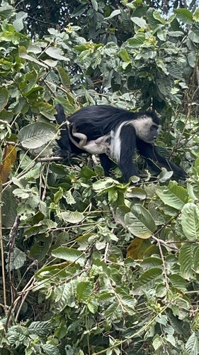 Ruwenzori Black-and-White Colobus