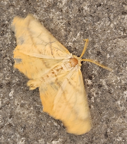 Scarce Umber Moth