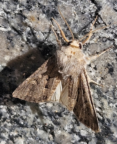 Flounced Rustic