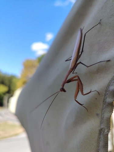 European Mantis