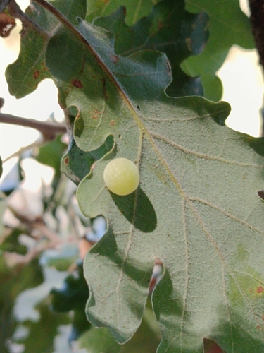 Cynips quercus