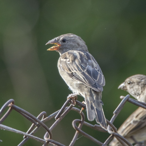 House Sparrow