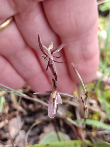 Gnat orchid