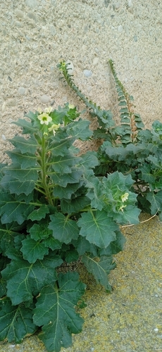 white henbane