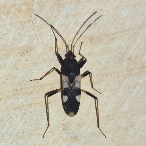 Dieuches syriacus