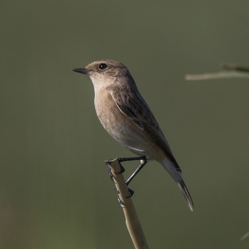 Siberian Stonechat
