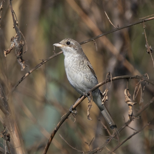 Red-backed Shrike