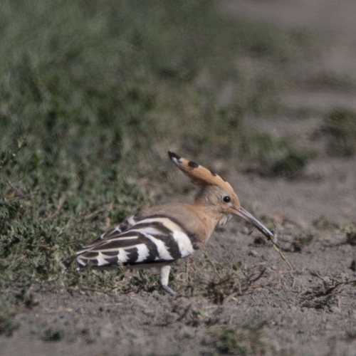 Common Hoopoe