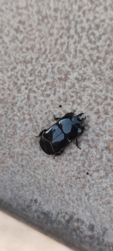 Hololepta perraudieri