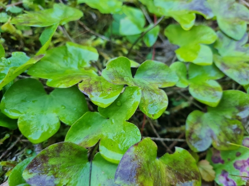 Liverleaf