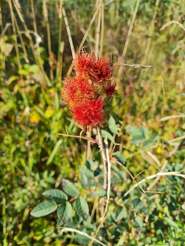 Mossy Rose Gall Wasp