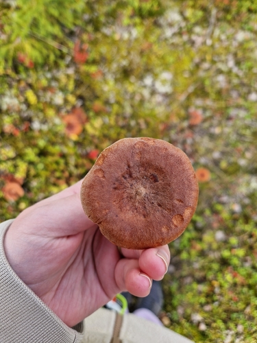 Rufous Milkcap