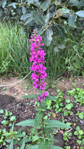 purple loosestrife