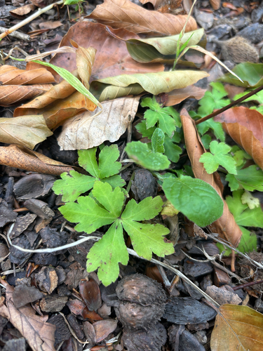 wood sanicle
