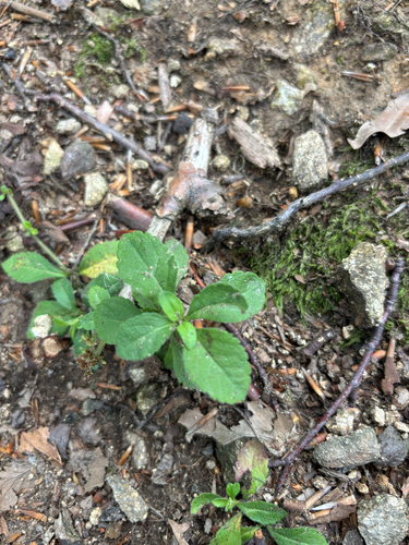 heath speedwell