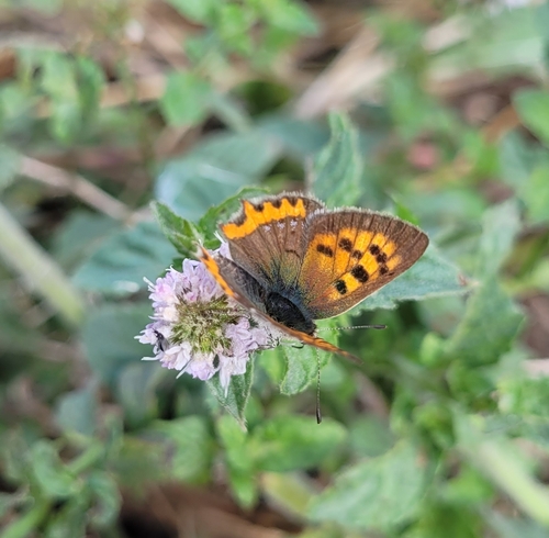 Small Copper