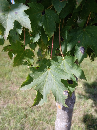 sycamore maple