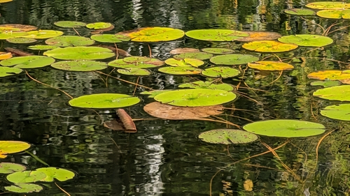 American white waterlily