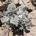 Black Milkvetch - Photo (c) CodyEB, all rights reserved, uploaded by CodyEB