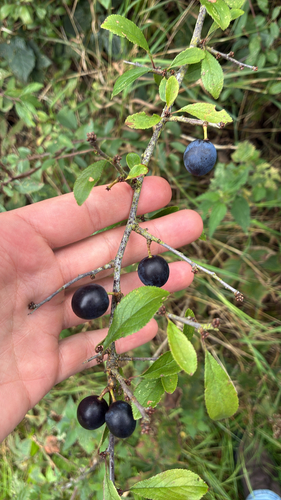 Blackthorn
