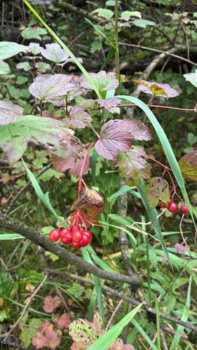 guelder-rose