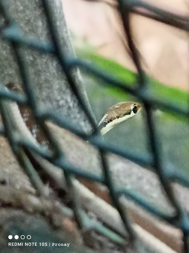 Common Bronzeback Tree Snake