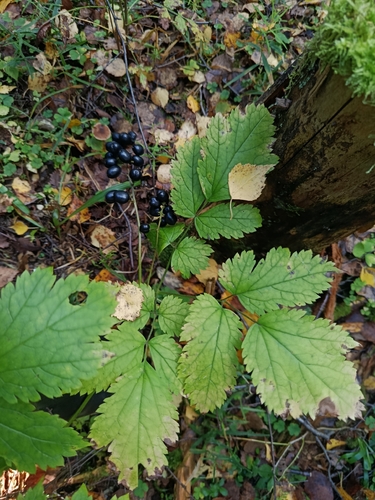 Eurasian baneberry