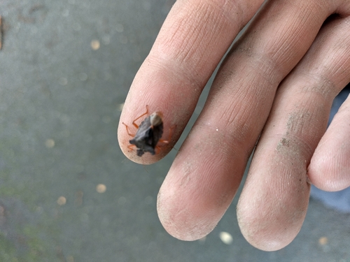 Forest Bug