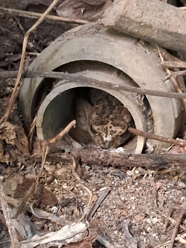 Variable Toad