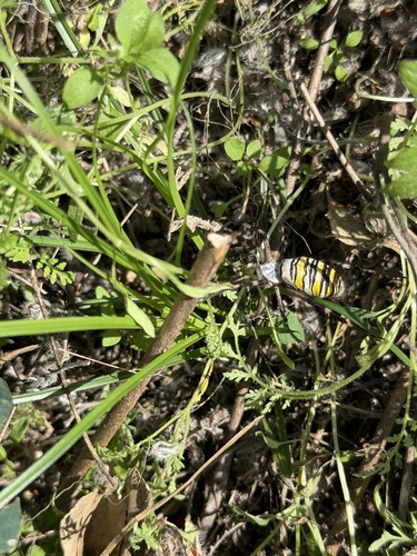 Wasp Spider