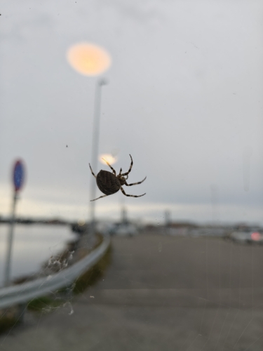 Cross Orbweaver