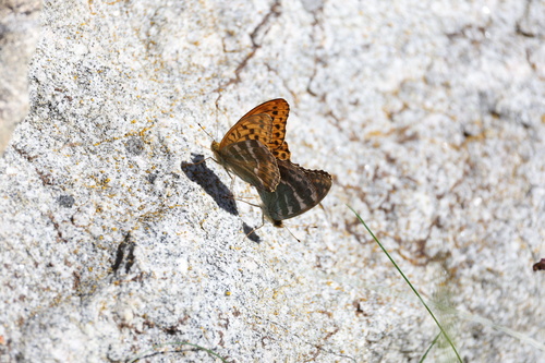 Silver-washed Fritillary