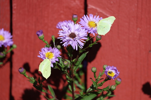 Common Brimstone