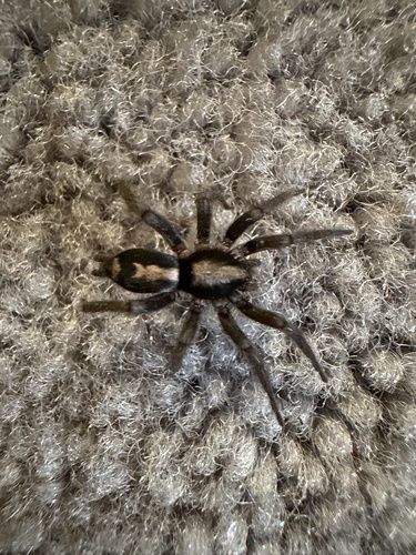 Eastern Parson Spider