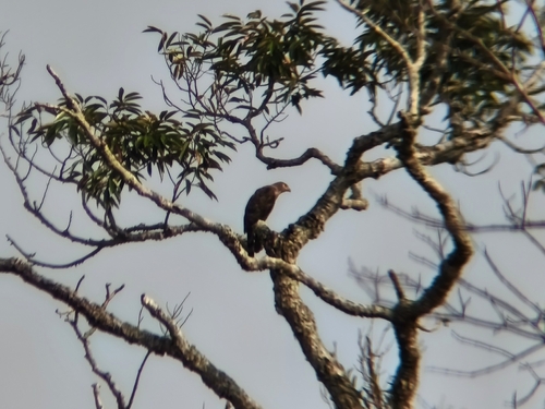 Indo-Malay crested goshawk
