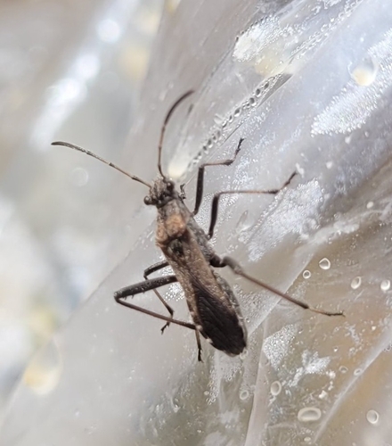 ant bug