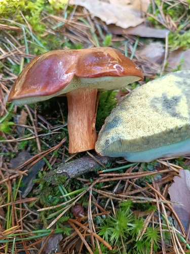 Bay Bolete