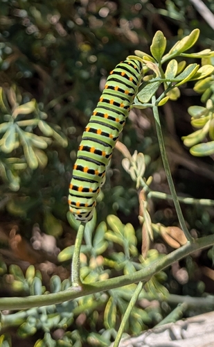 Old World Swallowtail