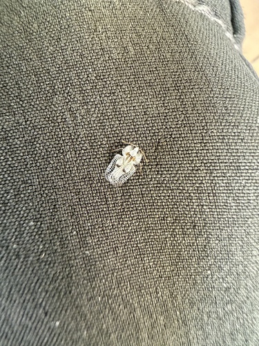 Eastern Sycamore Lace Bug