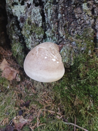 birch polypore